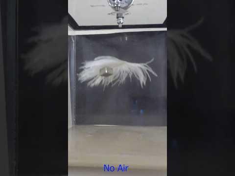 A feather and a cube fall at the same rate