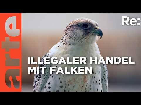 Falken für den Nahen Osten | ARTE Re: