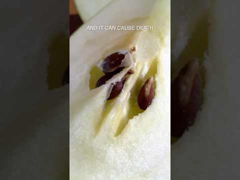 The Truth About Apple Seeds               #apples #poison #truth