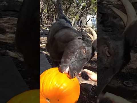 The goats love eating pumpkin 🐐 #shorts #goat #animals #pets #maya #mayahiga #twitch