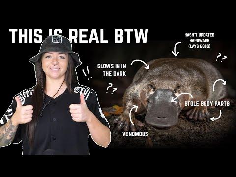 Animals that are DEFINITELY real