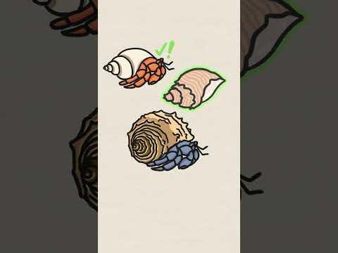 Size matters for Hermit Crabs!