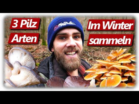 Pilze ohne Ende | Austernseitling, Enoki, Judasohr | 3 Arten NICHT verpassen im Dezember