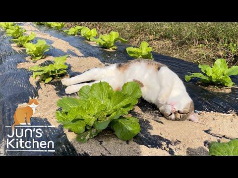 Organic vegetable garden in Japan