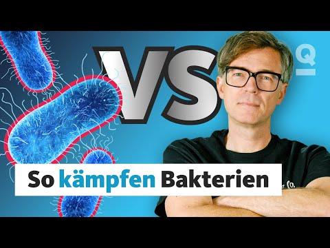 Habt ihr schon unser Video zu Antibiotikaresistenzen gesehen? --> https://youtu.be/3LEXHxUWdqM Darin erfahrt ihr auch, dass Bakterien sich Resistenzgene auch untereinander zuschieben können. Wie das aber genau funktioniert und was wir Menschen dagegen tun können, klärt Ralph Caspers bei Quarks ‪@DimensionRalph‬